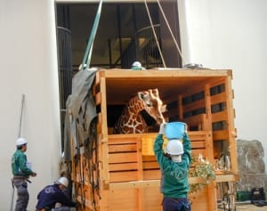 お嫁さん候補は「モミジ」　野毛山動物園にキリン来園