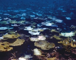 石西礁湖　過半死ぬ　白化97％「極めて深刻」環境省