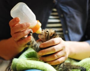 【ねこ】注目映画『メン・イン・キャット』主演ねこの名演技