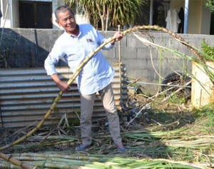 「大蛇のような」長～いサトウキビ　4･8メートル　沖縄・八重瀬　長浜さん「父の置き土産？」