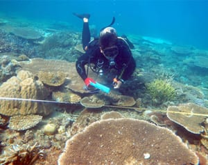 大浦湾のサンゴ「健全」　海人の会、白化も確認