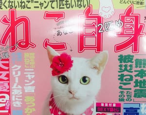 猫ブームで振り返る“スター猫”パイオニア菊千代秘話