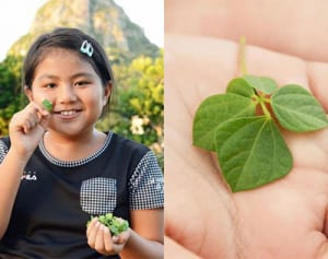 「きっと、いいことあるよ」四つ葉・五つ葉のヒメノアズキ