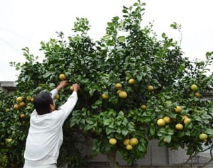庭に「ルビー」200個　伊江島の内間さん、味楽しみに16年