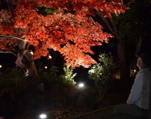 紅葉と古民家　秦野でライトアップ