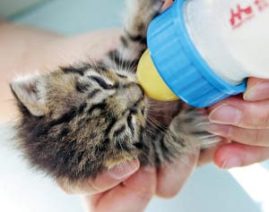 【ねこ】ふるさと納税で取り組まれるねこ救出作戦とは!?