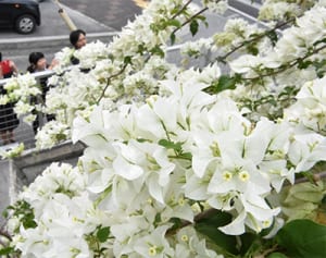 ブーゲンビレア真っ白に咲いた　きょう大雪