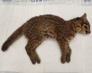 イリオモテヤマネコ事故死最多　今年7件目、絶滅危惧