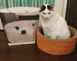 【ねこ】あなたの愛猫、“世界に一つだけのバッグ”に！