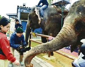 「サトウキビが大好物」　福島のゾウ、沖縄こどもの国で越冬