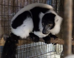 お嫁さん公開へ　川崎・夢見ケ崎動物公園のエリマキキツネザル