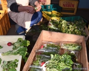 春の七草出荷ピーク　大磯