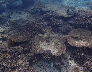 石西礁湖のサンゴ7割死滅　白化拡大、回復に時間