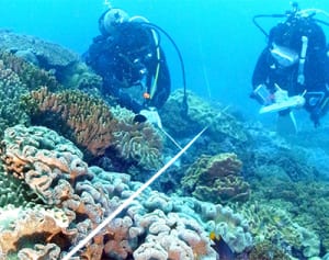 本島周辺のサンゴ良好　宜野湾・北谷沖　海人の会が調査