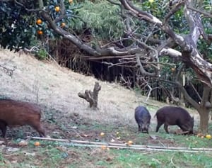 イノシシの出没相次ぎ、県内自治体が対応苦慮