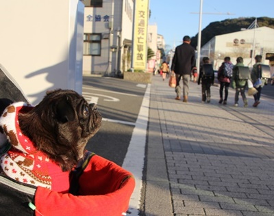通学路見守るアイドル犬　神奈川県警浦賀署