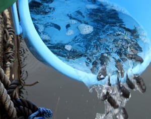 東京湾でトラフグ繁殖か