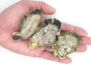 沖縄県金武湾に「希少ポルトガルガキ自生」ー企業、漁協が養殖試験へ