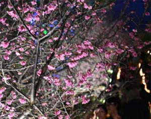 夜桜散策も！桜、沖縄北部を春に染めー沖縄・名護、今帰仁