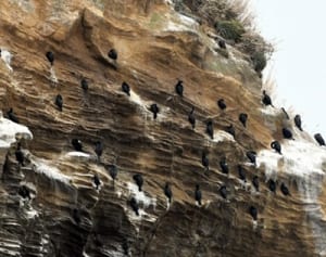 ウミウの群れ越冬　三浦・城ケ島