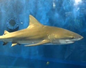 オオメジロザメが仲間入り　京急油壺マリンパーク