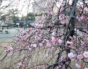 早咲き梅　春の香り　川崎・久地梅林公園
