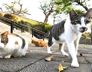 きょう「猫の日」那覇、“地域猫”の避妊去勢実施を市全域に