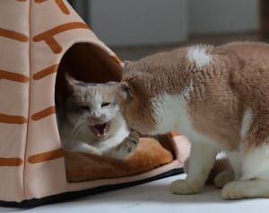 【ねこ】ねこの日スクープ！大女優ねこドロップ、またもゲス不倫発覚