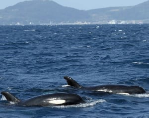 沖縄県久米島沖、まさかの遭遇！悠々と泳ぐシャチの群れ