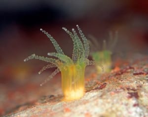 サンゴの“赤ちゃん”　京急油壺マリンパークで展示