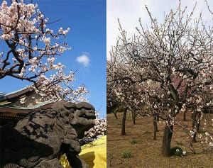 【今週の対決】新宿御苑と湯島天神…梅の名所の軍配は？