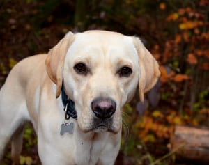 人気の犬種ランキング、26年連続ラブラドール・レトリバーが首位