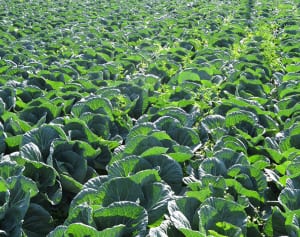 がん予防、アンチエイジング…「春キャベツ」のすごい健康効果