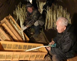 名産ウドのブランド守れ　横浜、基地返還で土地の暫定利用期間終了