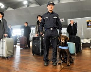 密輸、水際で止めるワン　横浜・大さん橋で訓練