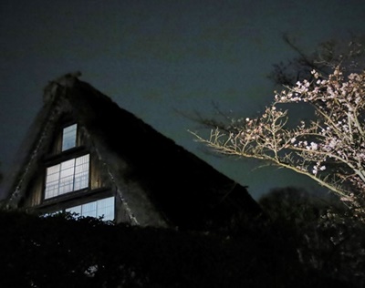 桜と古民家が光の競演　川崎市立日本民家園