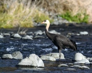 ナベヅル、長期滞在　旅立ち時期に関心　相模原に昨年末飛来