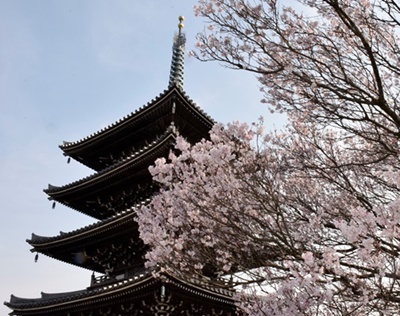 桜と五重塔“競演”　川崎・麻生区