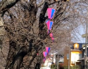 ライトアップの主役はまだ…　相模原市や二宮町、桜の開花が遅れぎみ