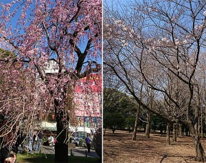 【今週の対決】上野公園vs代々木公園、桜の名所はどっち!?