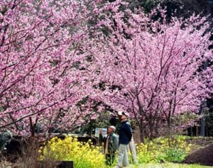 野山彩る「大雄紅桜」　南足柄