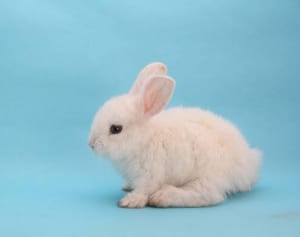 ダッフィーに三角関係の予感？ 夢見るウサギにメロメロ