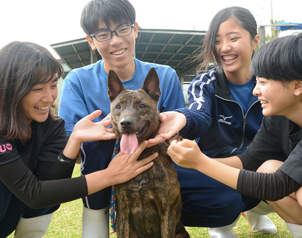 沖縄の在来犬『琉球犬』を絶やさない！純血保存に高校生が挑戦