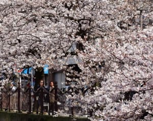横浜でサクラ満開