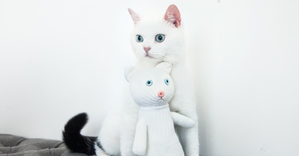 ねこ 大発明 軍手を切って縫うとネコのぬいぐるみができる 女性自身