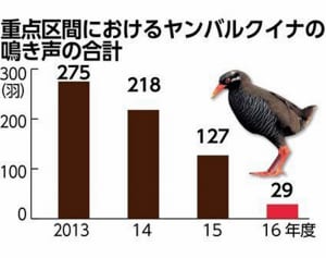 天然記念物ヤンバルクイナ『9割減』で危機…野犬増加が原因か