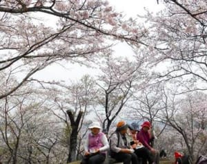 春山シーズン本番　鳶尾山にぎわう　厚木市・愛川町