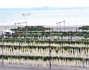 「大根干し」が景観資産に　三浦市が初認定