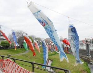 春風受けて群泳　厚木、恒例のこいのぼり掲揚