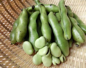 豊富な栄養を余すところなく食べるため…そら豆の基礎知識５